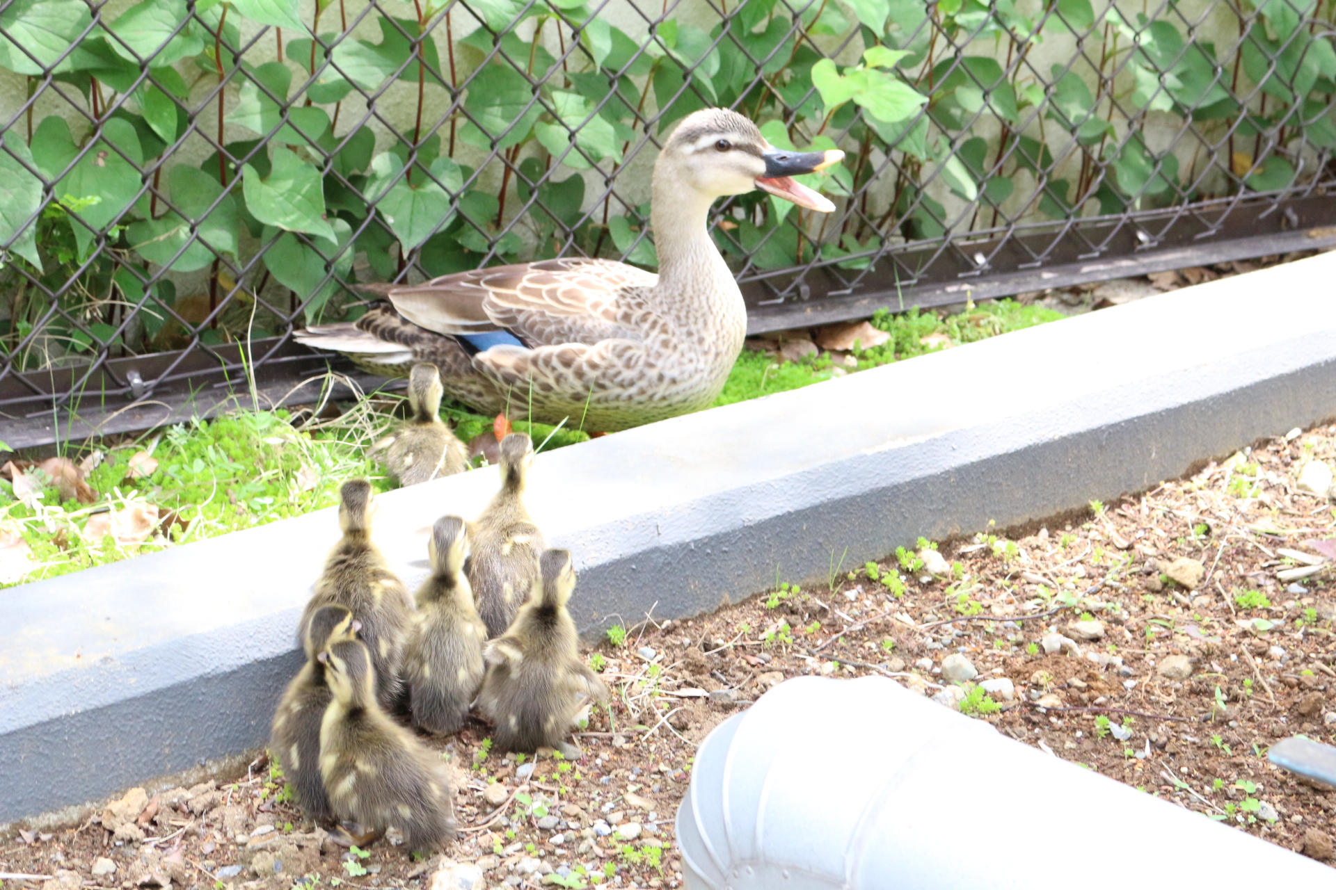 カルガモ親子のお引越し！
